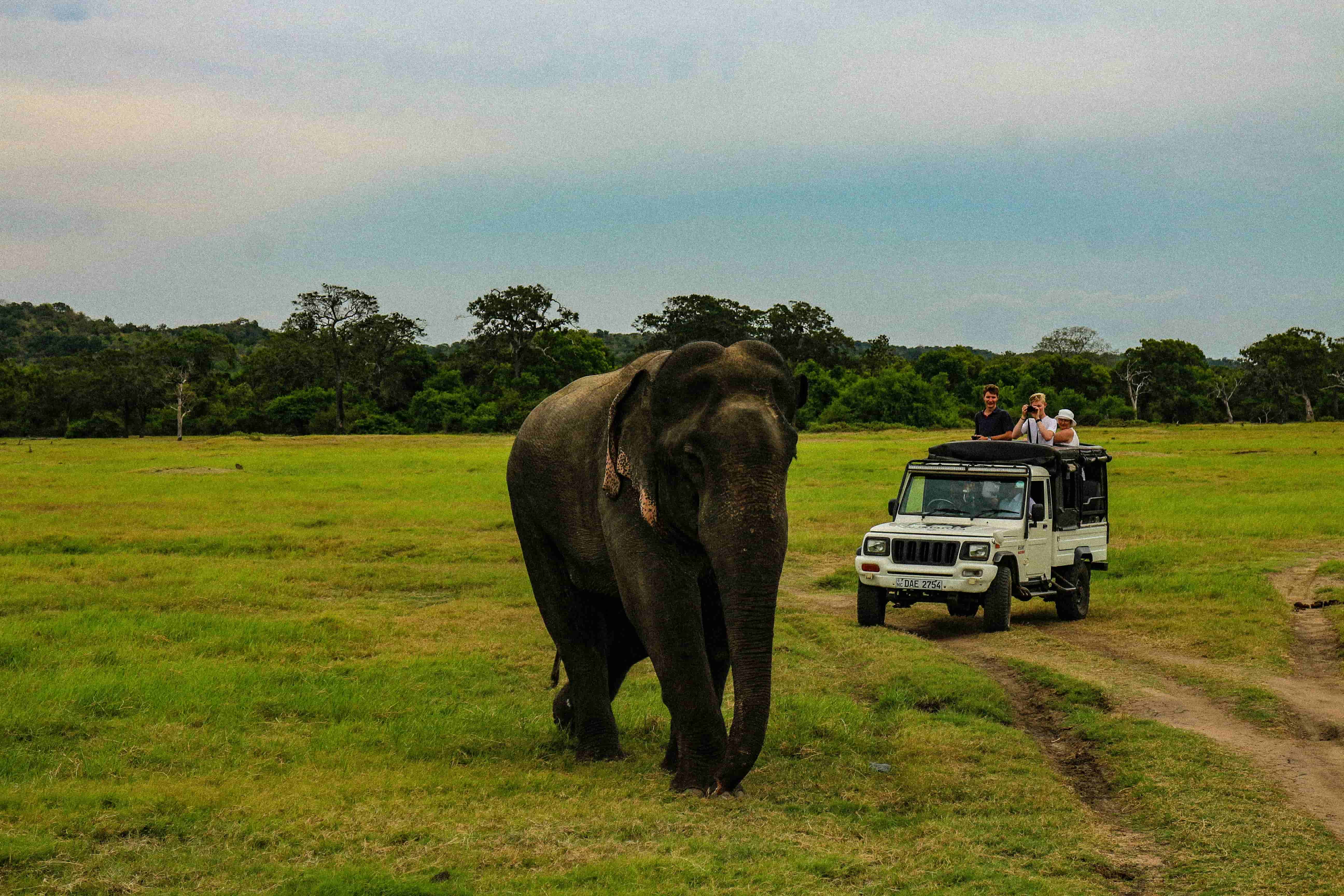 Wildlife