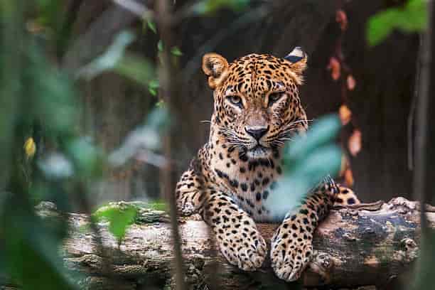 Wildlife
