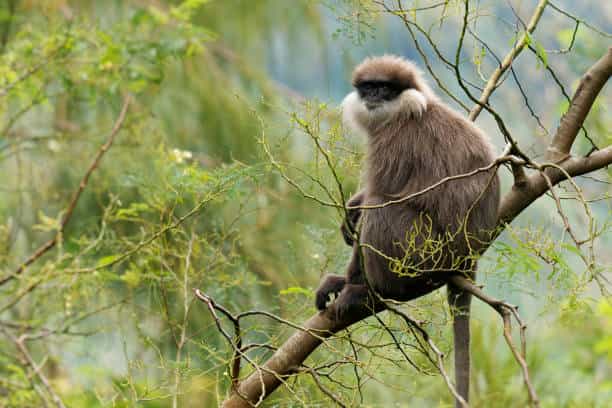 Wildlife