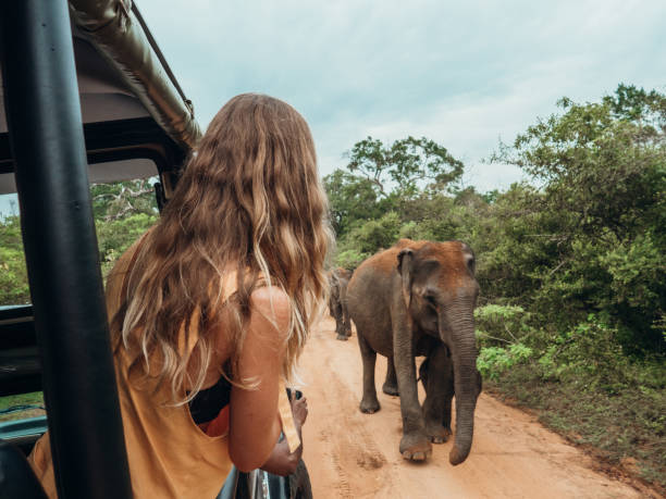 Wildlife